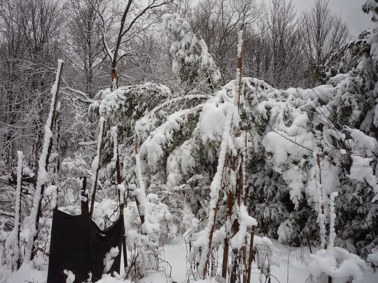 Weather in Vermont Dec 2014 Snowstorm South Burlington, Vermont Photos and commentary.