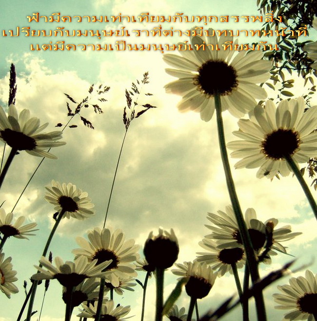 My Image 29