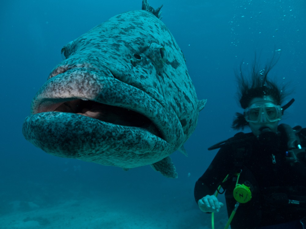 Jungle Red Writers From The Comfort Of My Couch