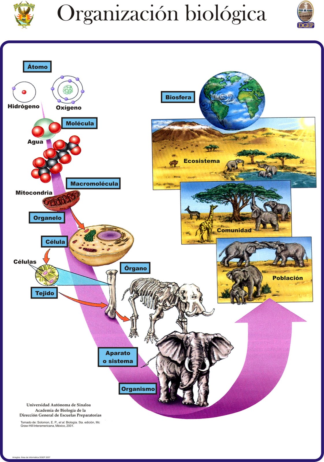 mundoanimal organizacion biologica