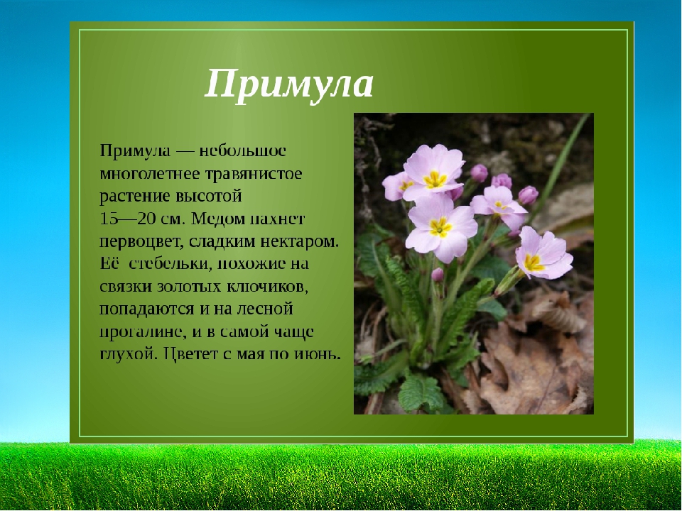 Текст о каком то растении. Примула цветок первоцвет. Примула первоцвет през. Примула прямостоячая. Примула мутовчатая.