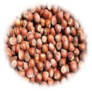Hazelnut.jpg
