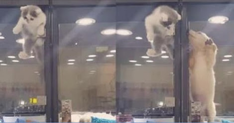 Cat Mounts Epic Escape At Pet Store To Reach Its Little Dog Friend