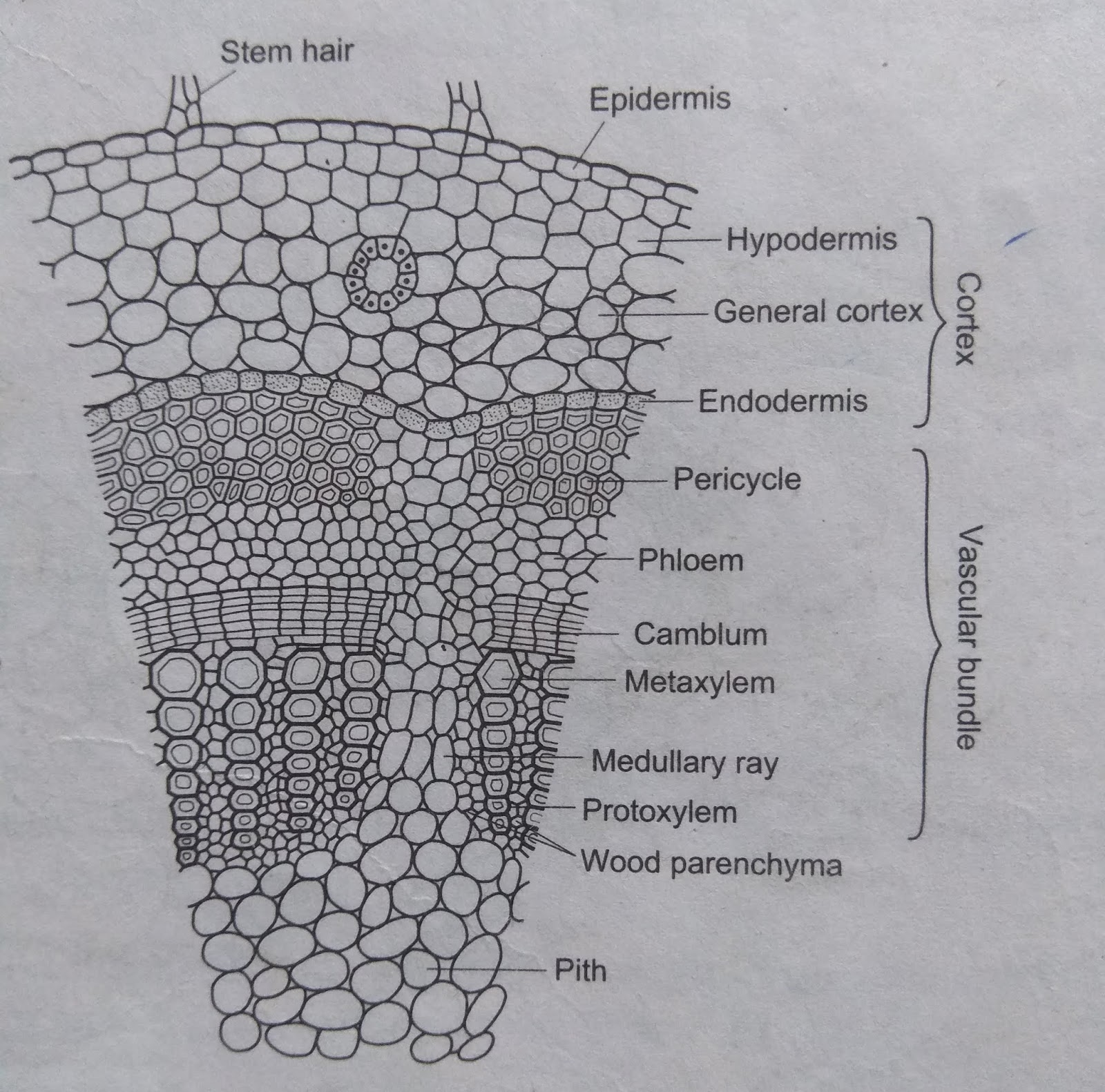Plant Tissues Types, Structure, Functions, Xylem and Phloem
