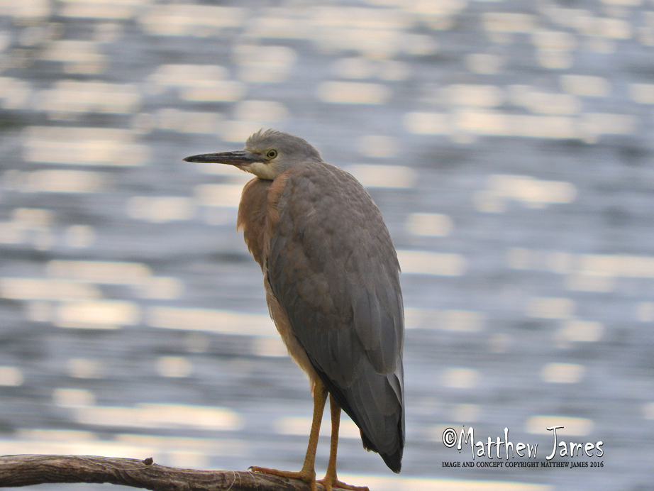 A Light In The Darkness Heron Totem Bird of the Week