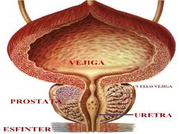significa próstata fibrosa significa próstata fibrosa
