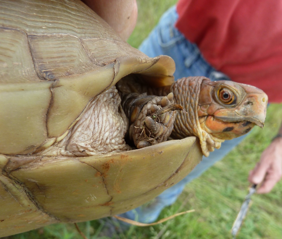Springfield Plateau Reptiles on the Road