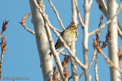 Gafarró (Serinus serinus)