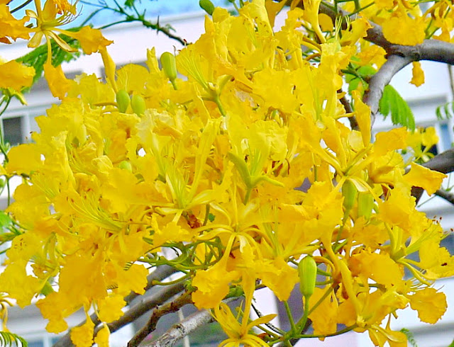 LƯU KHÂM HƯNG (劉欽興): HOA PHƯỢNG VÀNG