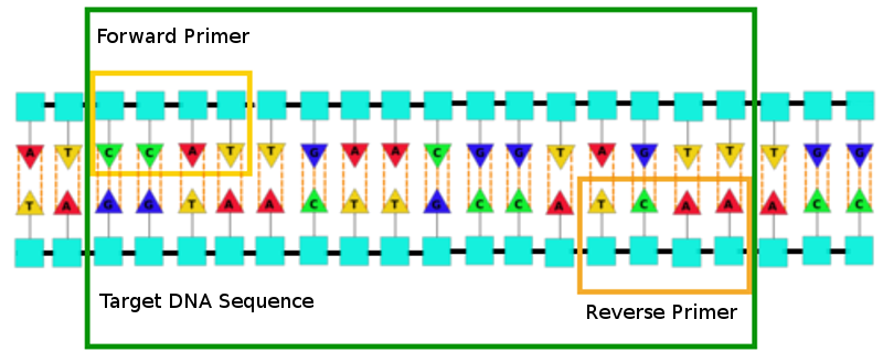 Microbiomethod - Understanding Microbiome Research: The Polymerase