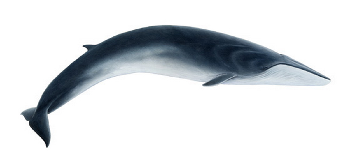 Fin Whale | Animal Wildlife
