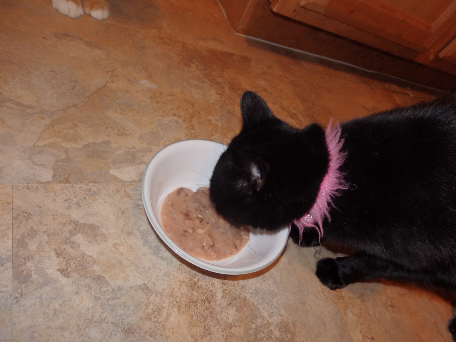 New Age Mama Weruva Wants to Know How Much Your Cat Loves Gravy