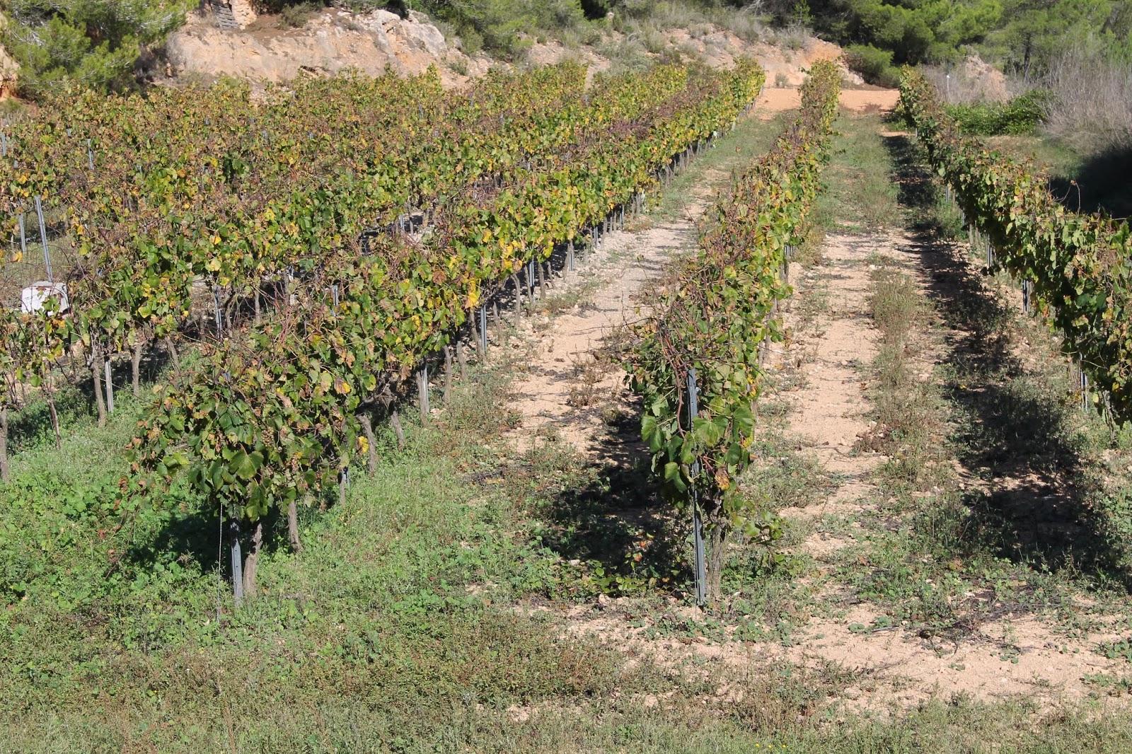Vinos de Ibiza