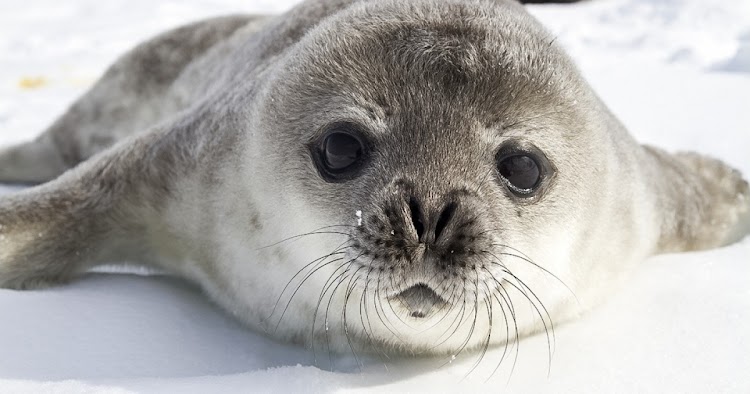 Os animais mais fofos que você verá hoje
