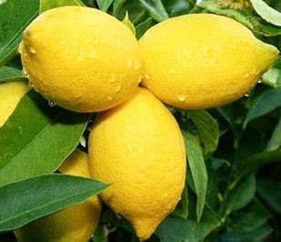 lemon 