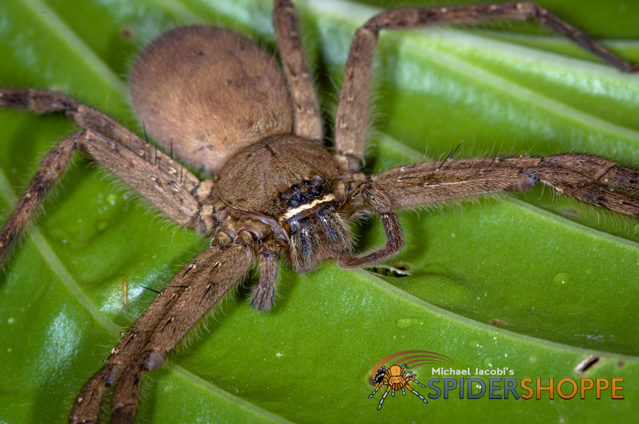 Kiss My Big Hairy Spider: #132 - SPIDER TALK