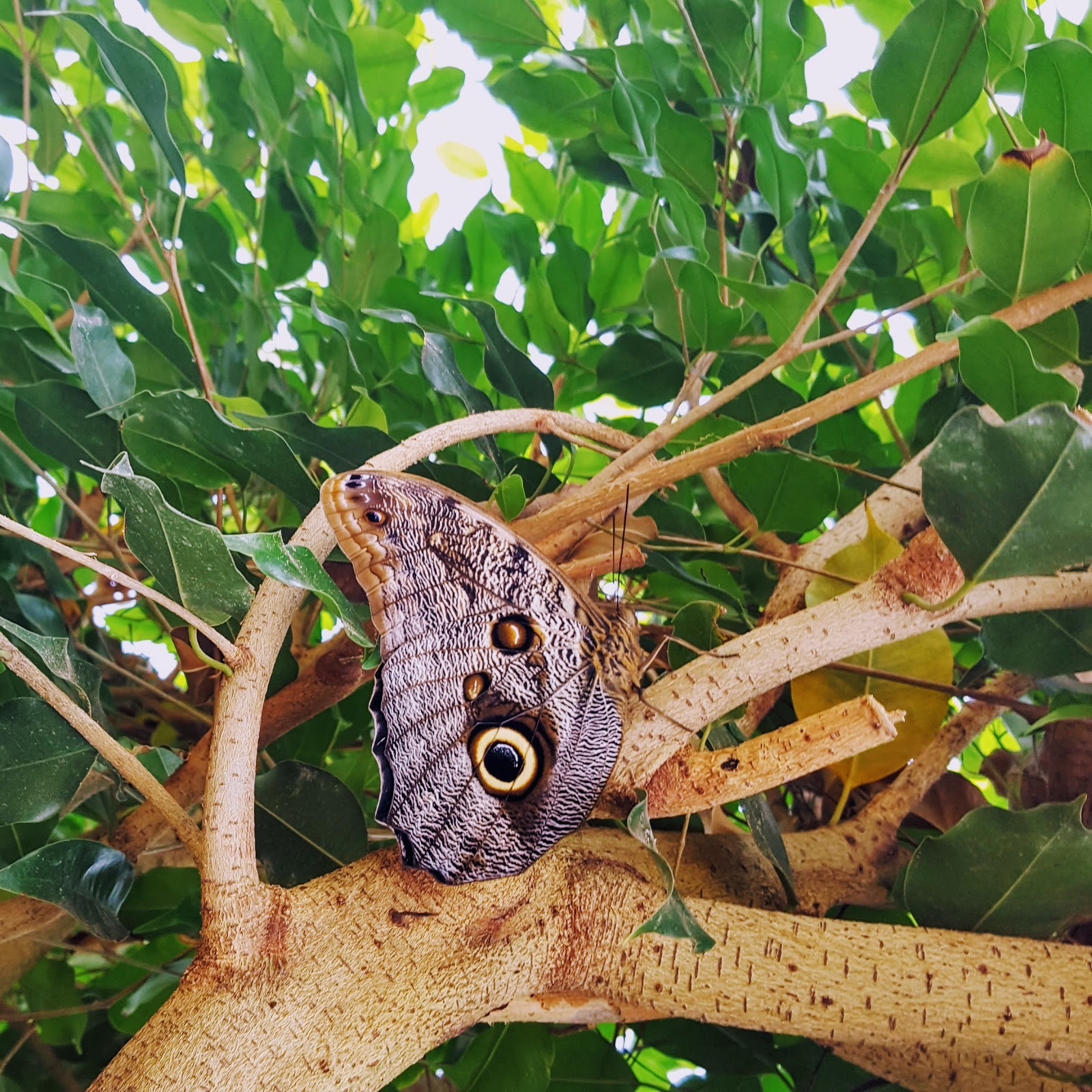 Butterfly Forest: The Wordless Or Not So Wordless Wednesday Link Up