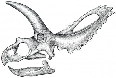 Coahuilaceratops skull