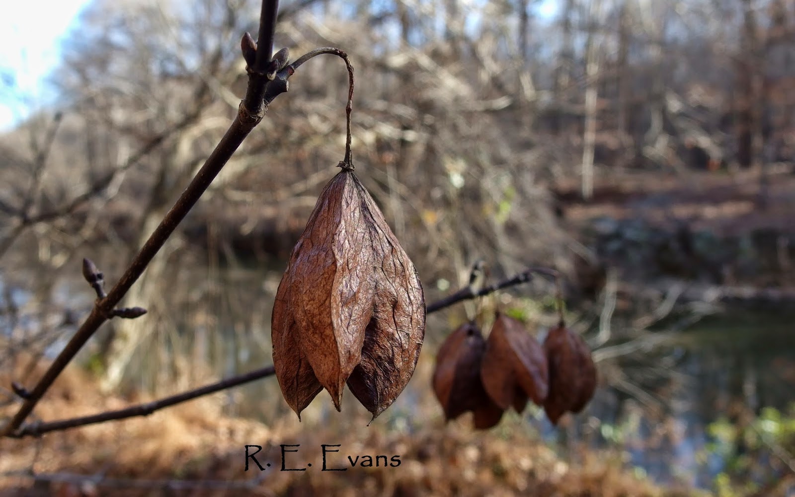 NC Plant Conservation & Beyond: American Bladdernut (Staphylea trifolia)