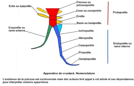 Faculté de Médecine: Description des crustacés