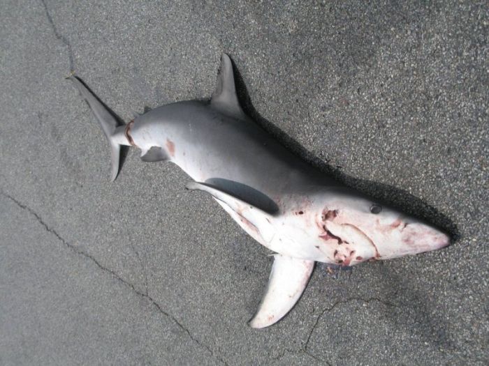 OMG : Ikan Jerung 'Jatuh Dari Langit' Di Long Island (6 Gambar) | Aku