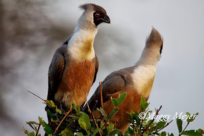 Corythaixoides personatus