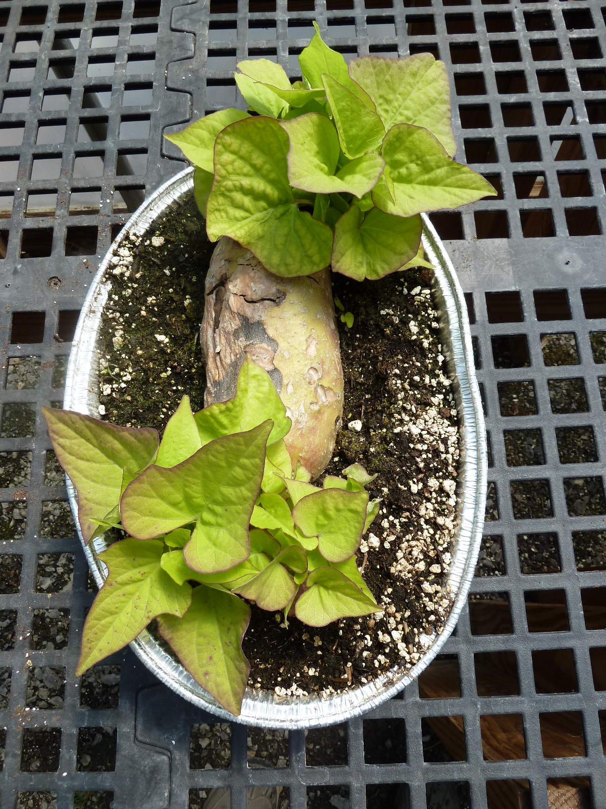 Franklin County (PA) Gardeners Sweet Slips