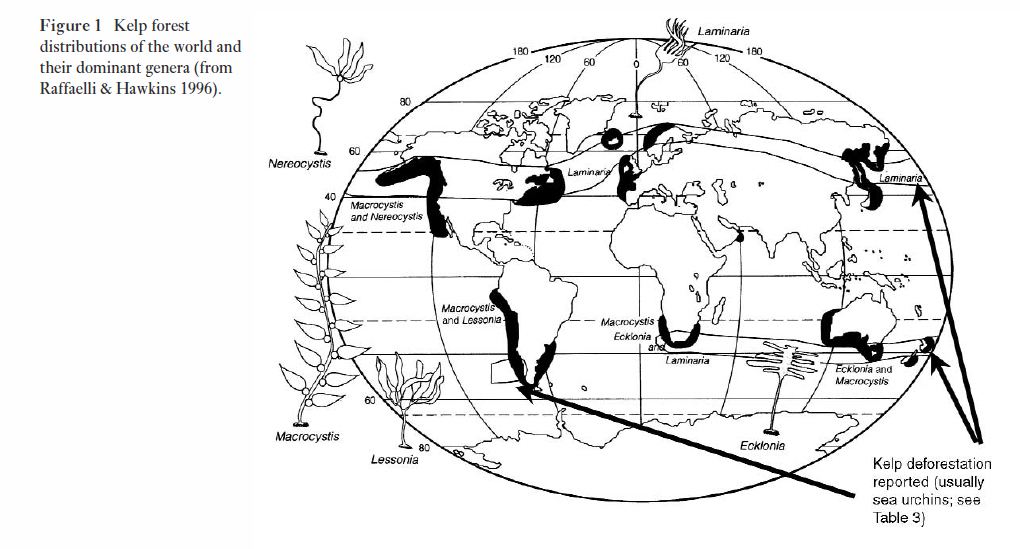The California Kelp Forest Adventure