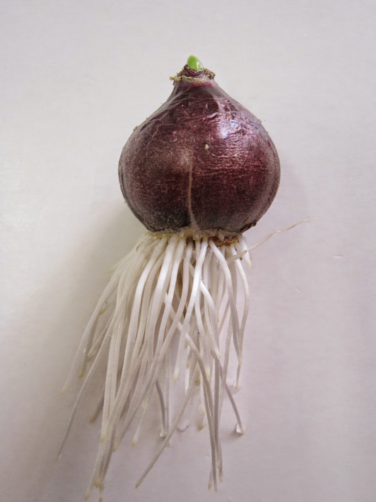 Les P'tits Bouts d'Ablain Plantation de bulbes de jacinthes