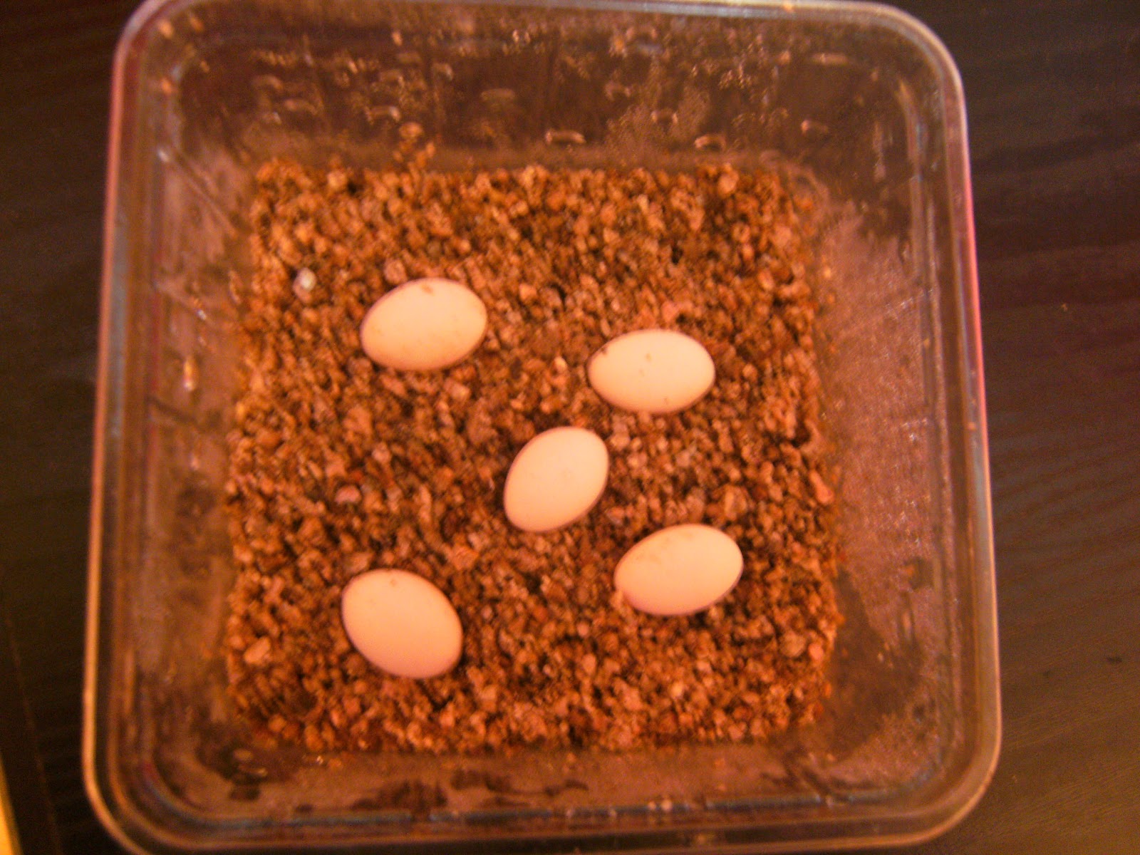 Meine Bartagamen: Bartagamen Eier