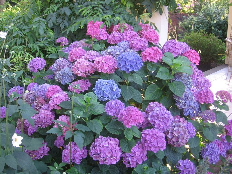 HORTENSIAS