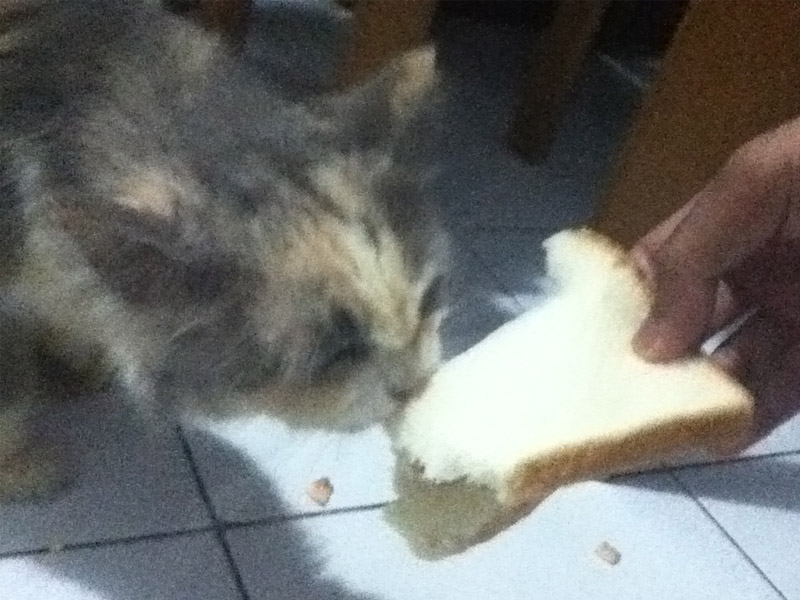 Kucing Makan Makanan Tak Lazim Foto Gue Roti Tawar Gambar