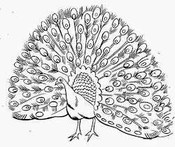 peacock coloring pages drawing realistic printable male open outline colour bird simple line adult peafowl kid its animal plumage cartoon