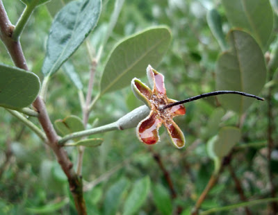 flor de la feijoa fecundada