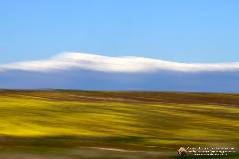 CRÒNIQUES NATURALISTES RETORN A CALERA. RETORNO A CALERA. RETURN TO CALERA