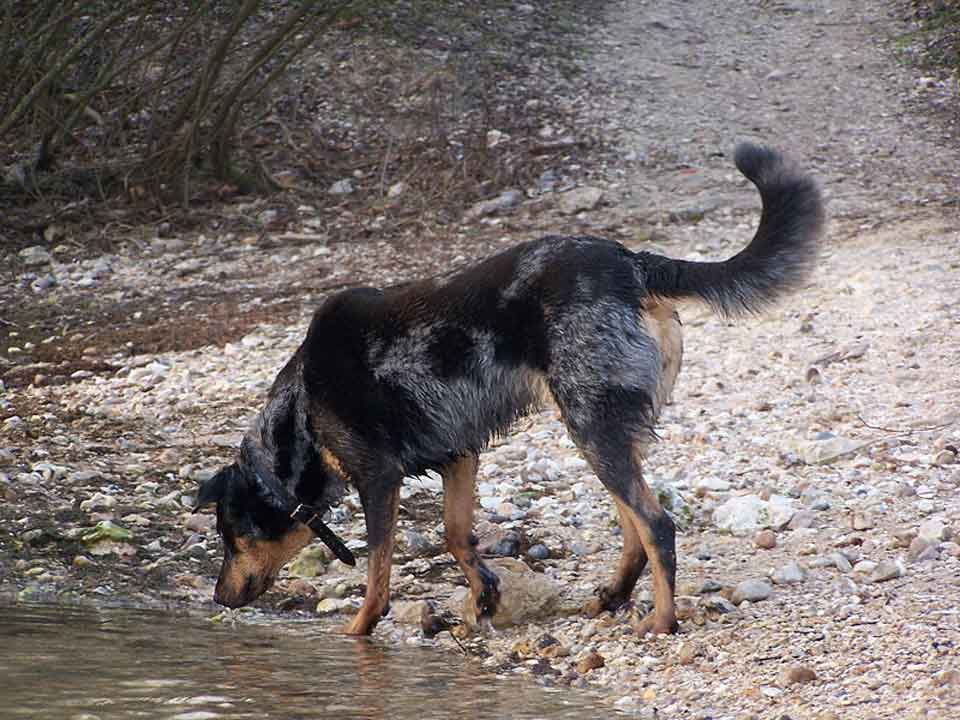 Beauceron Excellent Search and Rescue Dogs Best Puppys