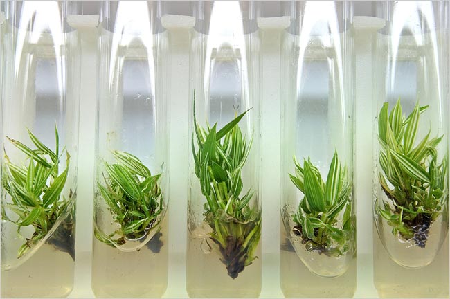 Bamboo Plants | Bamboo Products Photo