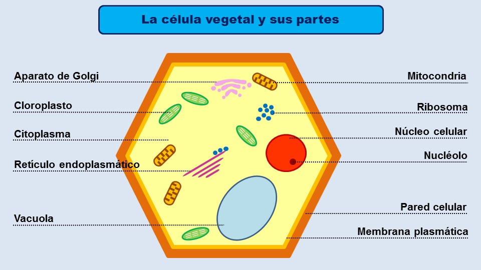 MicroscopyPictures La célula vegetal y sus partes MicroscopyPictures La célula vegetal y sus partes