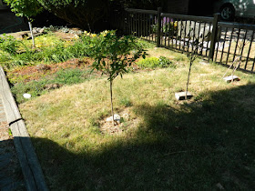 Mount Pleasant West front garden renovation before by Paul Jung Gardening Services Toronto
