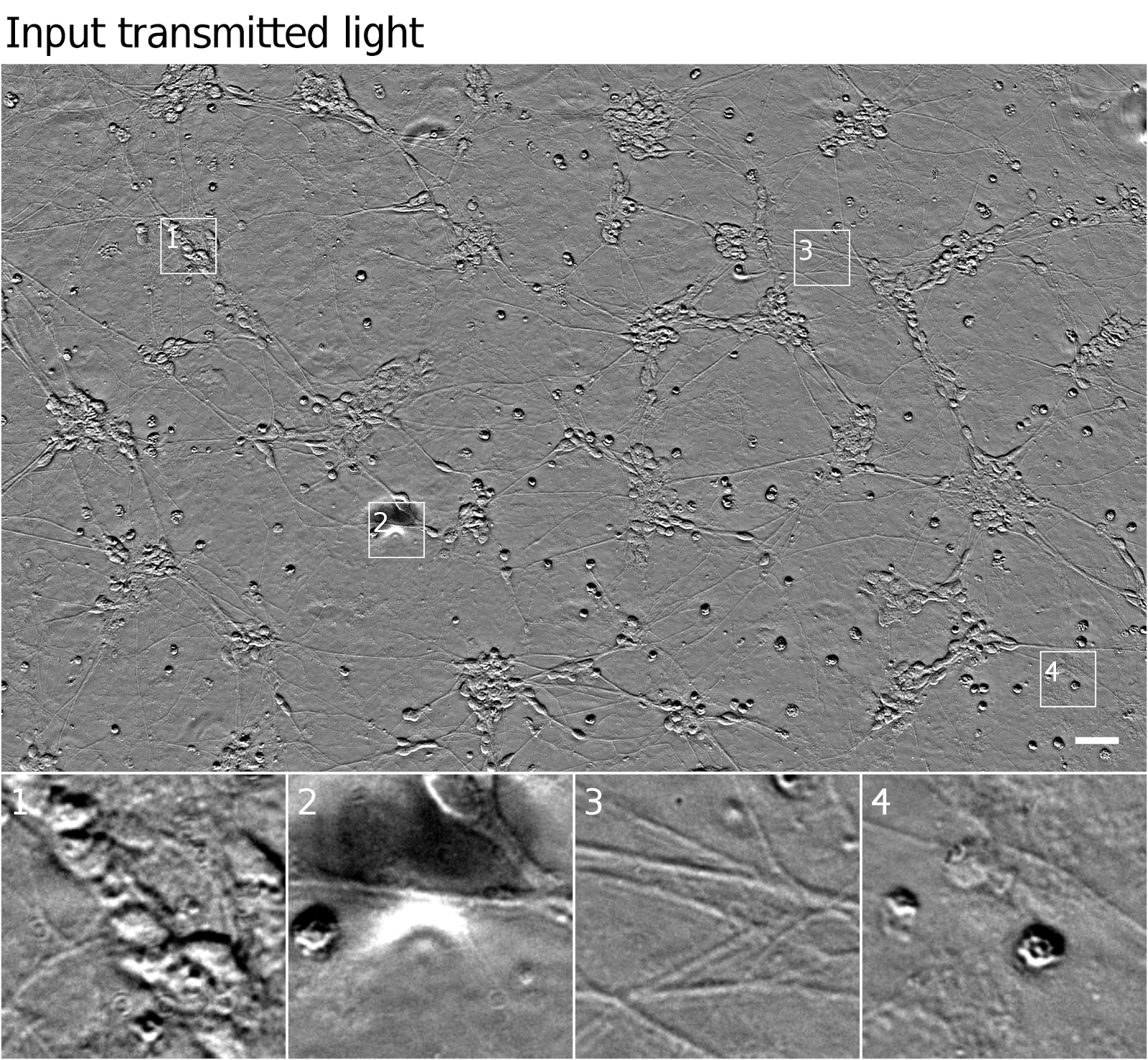 Seeing More with In Silico Labeling of Microscopy Images – Google AI Blog