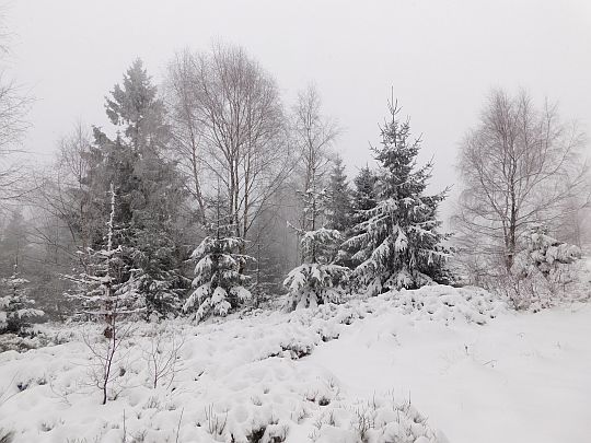 Stok porośnięty jest niezbyt gęsto świerkami i innymi drzewami.