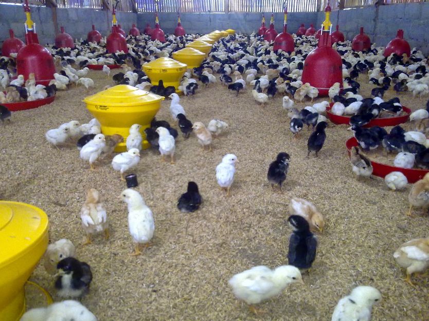 Info Pertanian Peternakan Beternak Ayam Joper