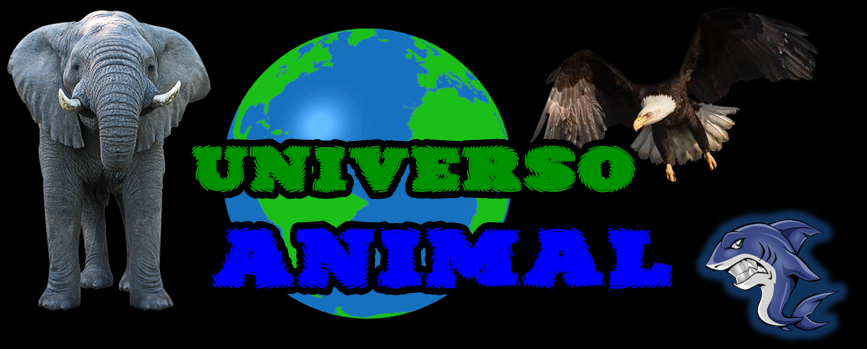 Universo Animal