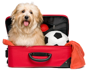 What You Can Do To Traveling Along With Pets