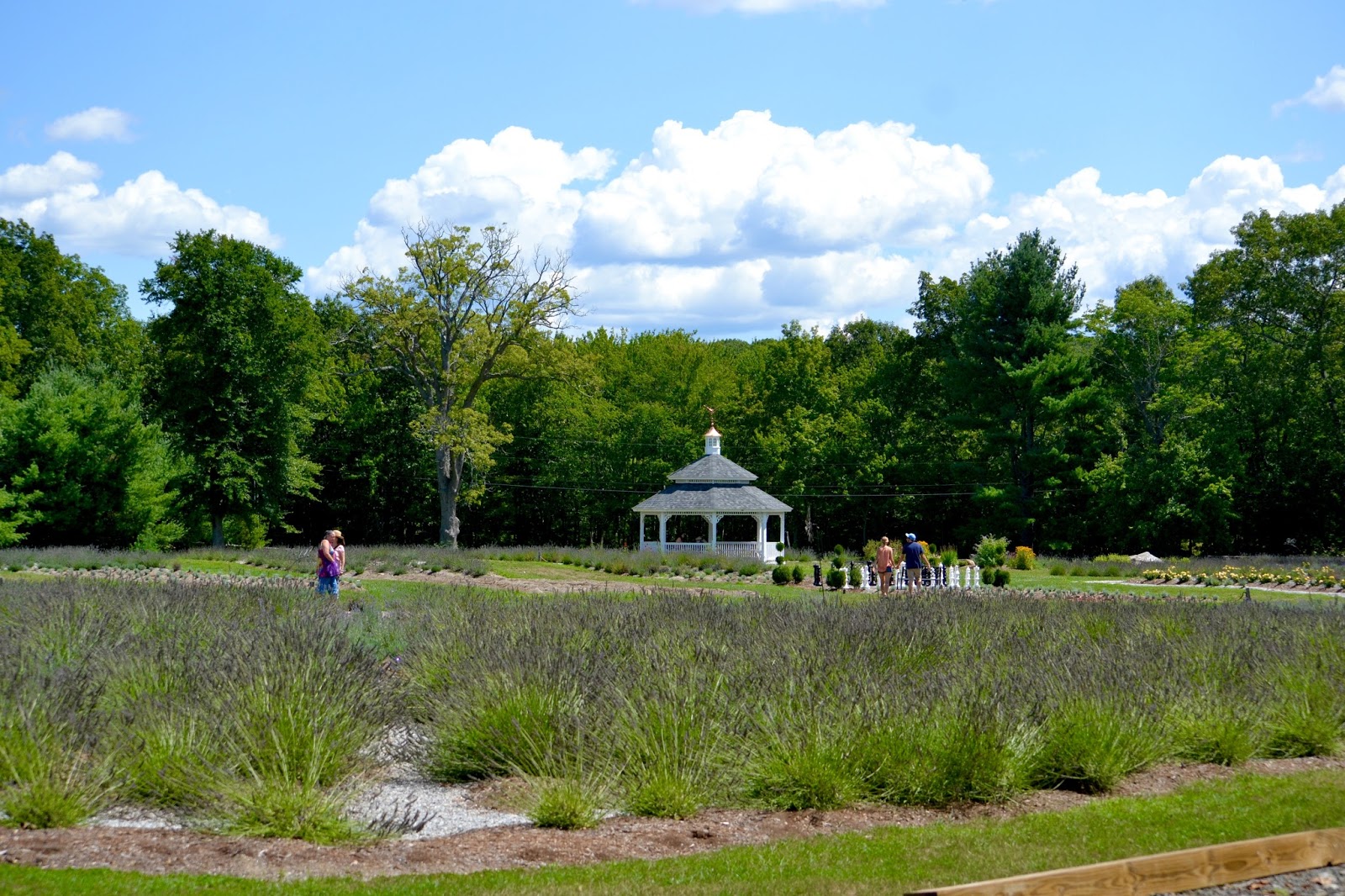 Focus On Killingworth, CT and Surrounding Towns Lavender Pond Farm