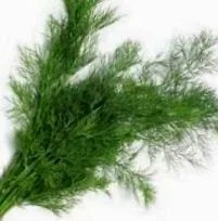 Dill Leaves