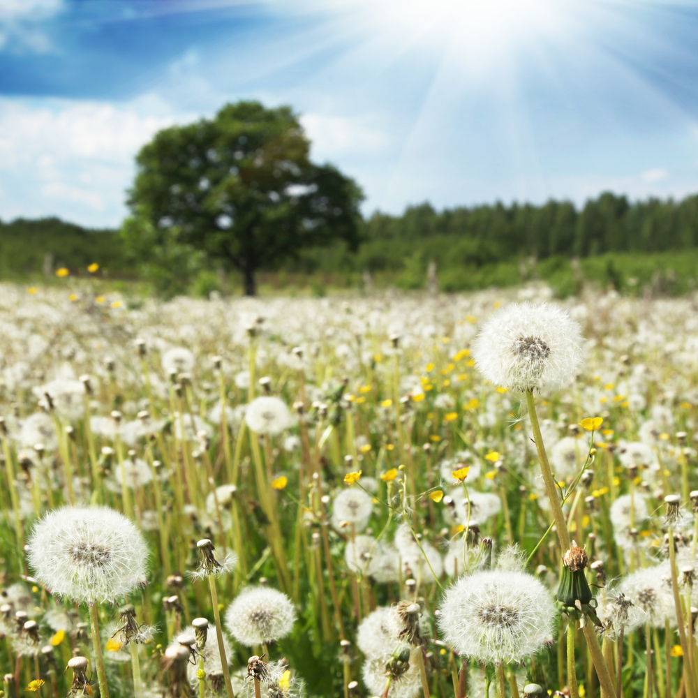 Cellar Designs Dandelion Wishes