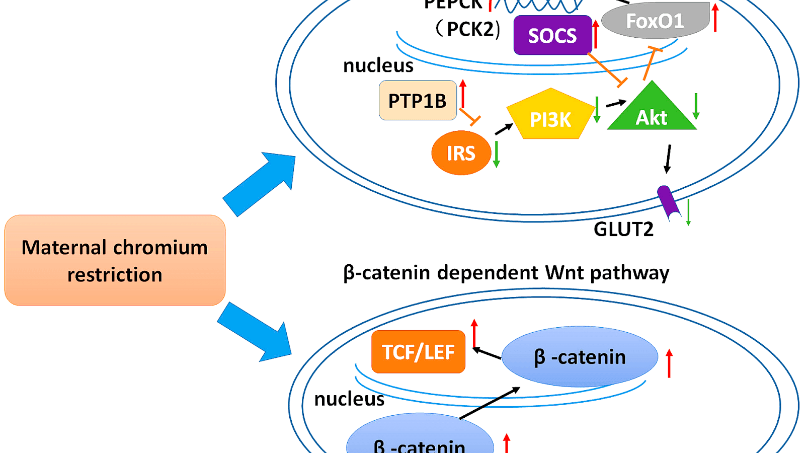 Chromium in glucose metabolism Insulin Insulin Choices