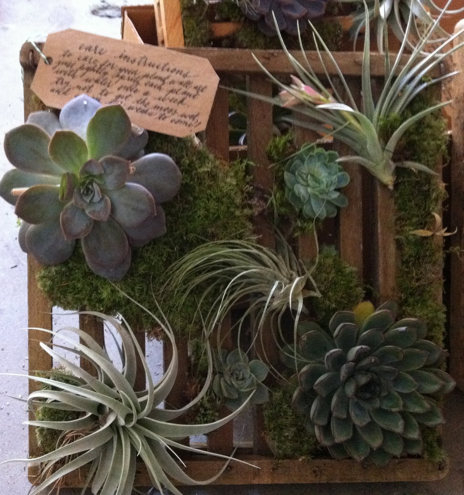 poppies & posies succulent & air plant wall art