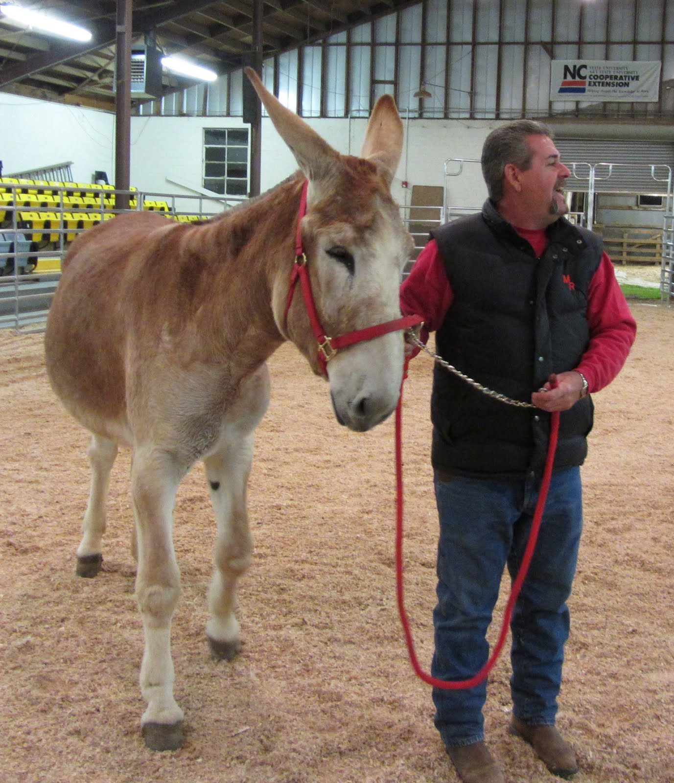 St.Clair Red Mule Farm Mule & Donkey Adventures A presentation of my